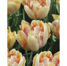 Detail žlutočervených květů tulipánů