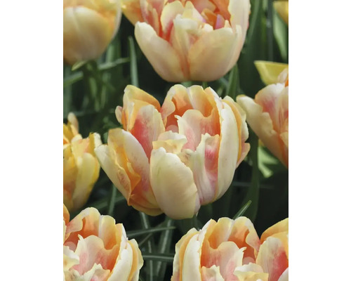 Detail žlutočervených květů tulipánů
