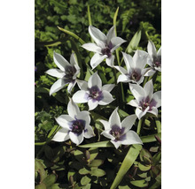 Květenství divokých tulipánů na zahradě