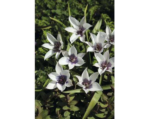 Květenství divokých tulipánů na zahradě