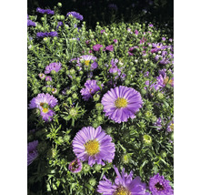 Detail fialových podzimních aster v zahradě.