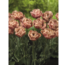Detail plnokvětých tulipánů na zahradním záhonu
