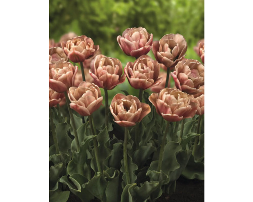 Detail plnokvětých tulipánů na zahradním záhonu