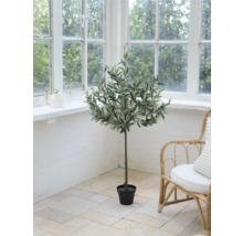 Okrasná olivová pokojová rostlina v místnosti s velkým oknem a ratanovým křeslem.