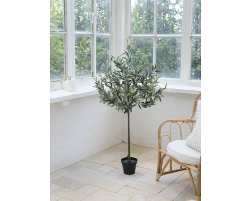 Okrasná olivová pokojová rostlina v místnosti s velkým oknem a ratanovým křeslem.