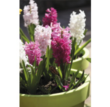Hyacinty v květináčích