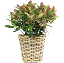 Skimmie v proutěném košíku