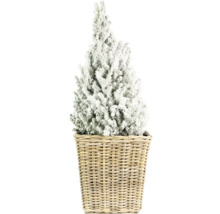 Dekorativní, zasněžený miniaturní vánoční stromek v košíku