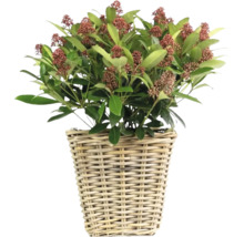 Skimmie v proutěném košíku