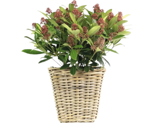 Skimmie v proutěném košíku