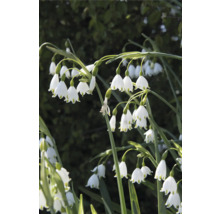 Květenství Bledule letní