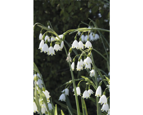 Květenství Bledule letní