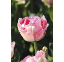 Detail plnokvětého květu tulipánu