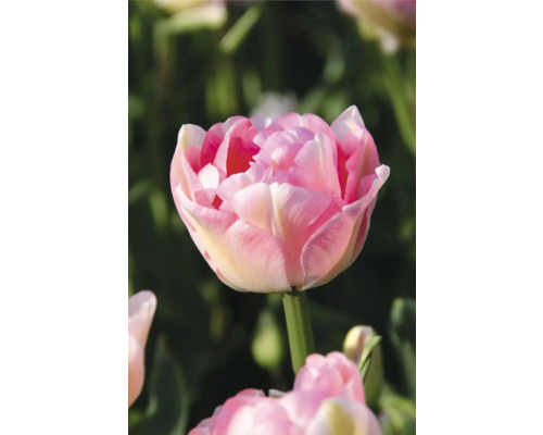 Detail plnokvětého květu tulipánu