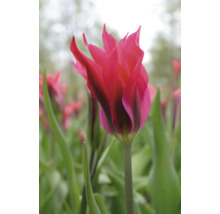 Detailní záběr růžového tulipánu