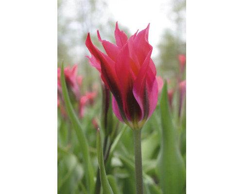 Detailní záběr růžového tulipánu