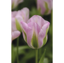 Detailní záběr květu růžové tulipánu