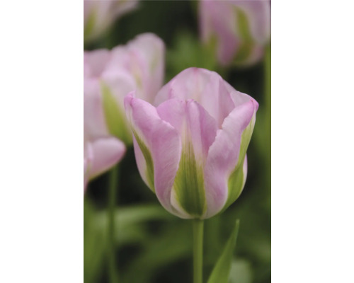 Detailní záběr květu růžové tulipánu