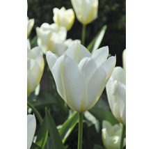 Detailní záběr bílých květů tulipánů se zelenými stonky