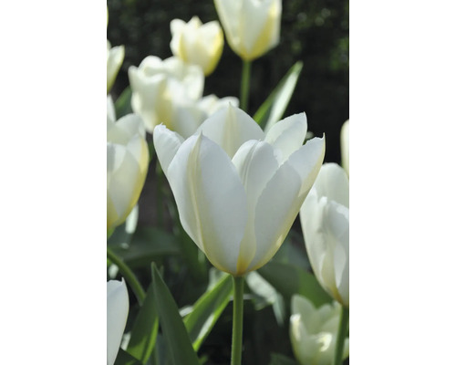Detailní záběr bílých květů tulipánů se zelenými stonky