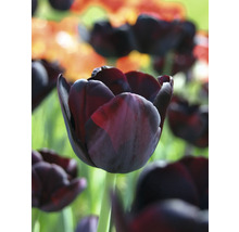 Detailní záběr na jednu tmavou tulipánu na zahradním záhonu.