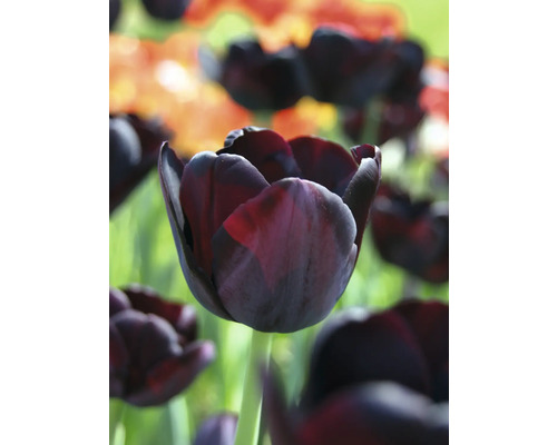 Detailní záběr na jednu tmavou tulipánu na zahradním záhonu.