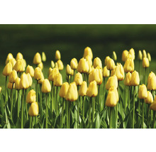 Pole se žlutými květy tulipánů.