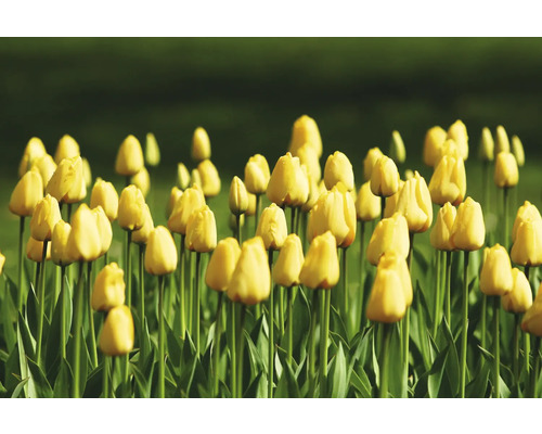 Pole se žlutými květy tulipánů.