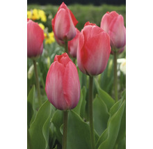 Detailní záběr růžových květů tulipánů v zahradě