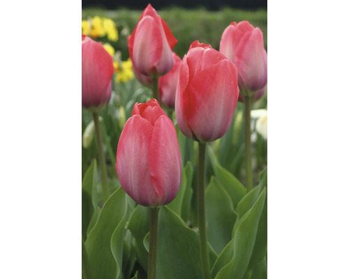 Detailní záběr růžových květů tulipánů v zahradě