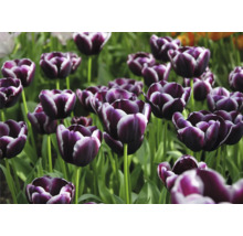 Detail fialových tulipánů v zahradním záhonu.