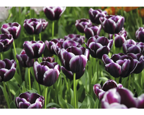 Detail fialových tulipánů v zahradním záhonu.