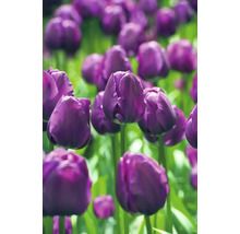 Detail fialových tulipánů na zahradě.