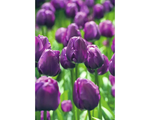 Detail fialových tulipánů na zahradě.