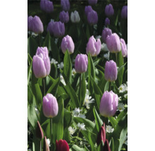 Pole s tulipány a zelenými rostlinami