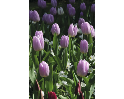 Pole s tulipány a zelenými rostlinami
