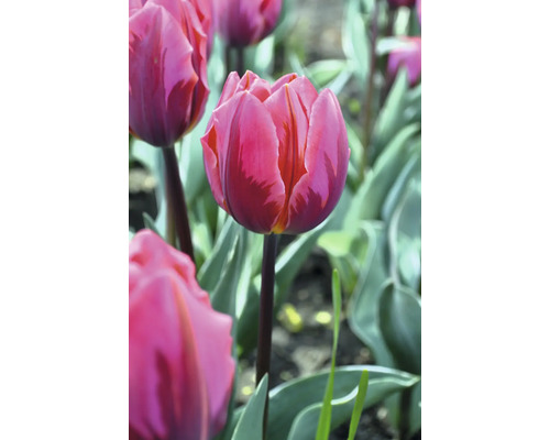 Detail růžového tulipánu na zahradě