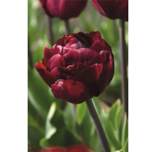 Detail plné, červenofialové tulipánu v zahradě.