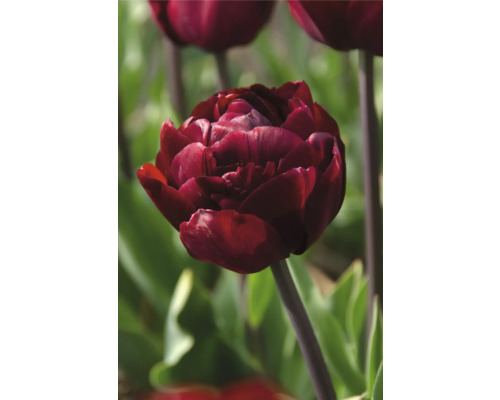 Detail plné, červenofialové tulipánu v zahradě.
