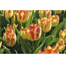 Detail žluto-červených květů tulipánů se zelenými listy