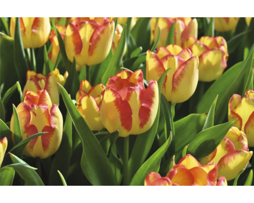 Detail žluto-červených květů tulipánů se zelenými listy