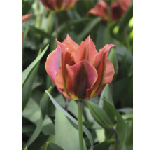 Detail tulipánu se zubatými okvětními lístky na zahradě