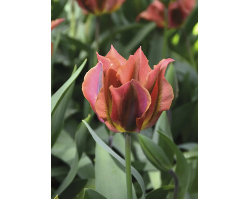 Detail tulipánu se zubatými okvětními lístky na zahradě