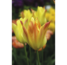 Detail žlutých tulipánů v zahradním záhonu