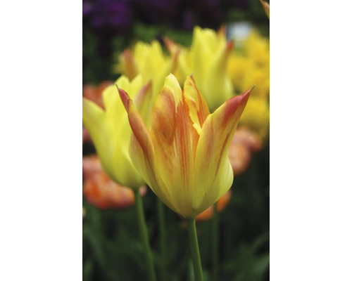 Detail žlutých tulipánů v zahradním záhonu