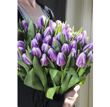 Osoba drží kytici fialových tulipánů