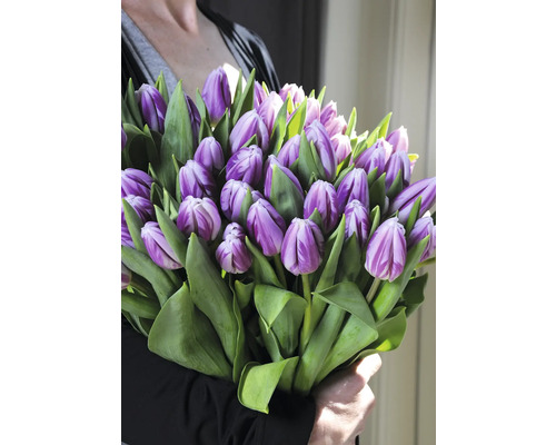 Osoba drží kytici fialových tulipánů