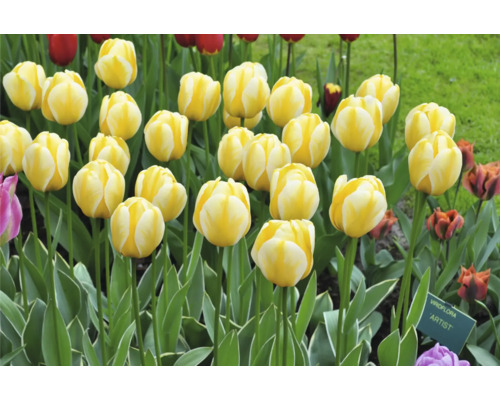 Pole se žlutými tulipány