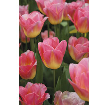 Detailní záběr růžových a žlutých tulipánů