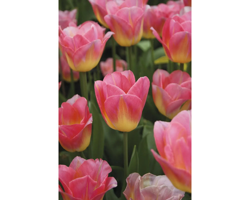 Detailní záběr růžových a žlutých tulipánů